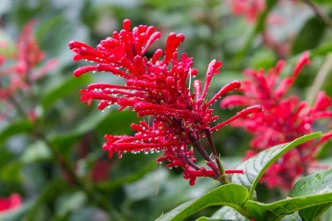 Raindrops on a red flower Stock Photos