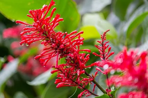 Raindrops on a red flowers Stock Photos