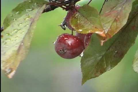 Raindrops on red fruit Stock Footage 745349