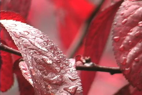 Raindrops on red leaves Stock Footage 745335