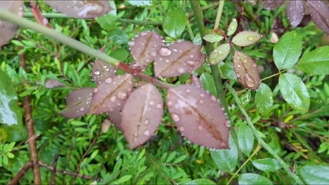 Raindrops on red rose leaves in green garden Video stock 338040862