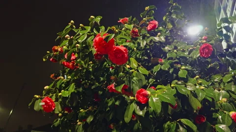 Raindrops on Red Roses at Night Under Street Light Stock Footage 274438405