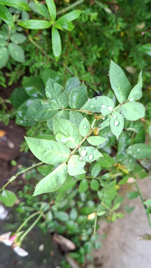Raindrops resting on fresh green foliage in close up Video stock 338040866