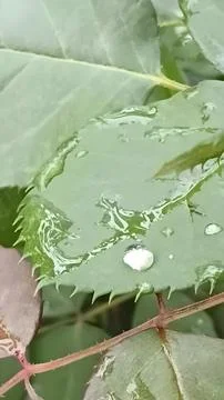 Raindrops Resting on Fresh Green Leaf 🌿💧 Stock Photos