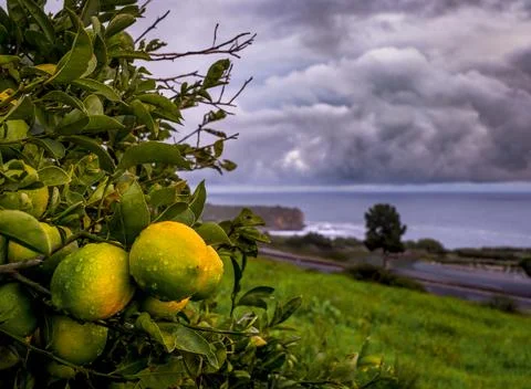 Raindrops on ripe lemons on a tree overlooking the ocean with stormy clouds Fotos de archivo