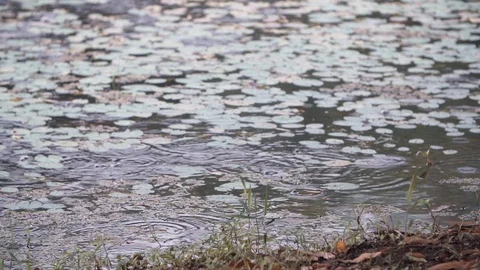 Raindrops in a river Stock Footage 128140947