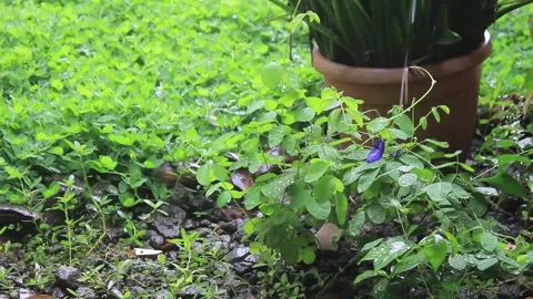 Raindrops from the roof of the yard Video stock 296974822