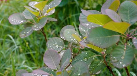 Raindrops on a rose bush Foto stock