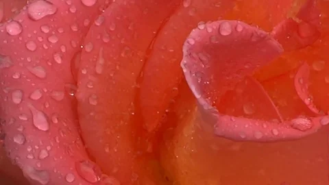 Raindrops on rose Stock Footage 78897435