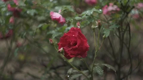 Raindrops on rose Stock Footage 160012229