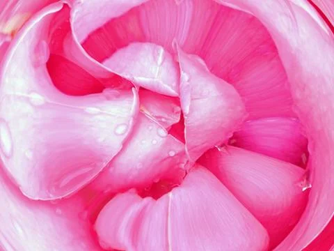 Raindrops In A Rose Stock Illustration