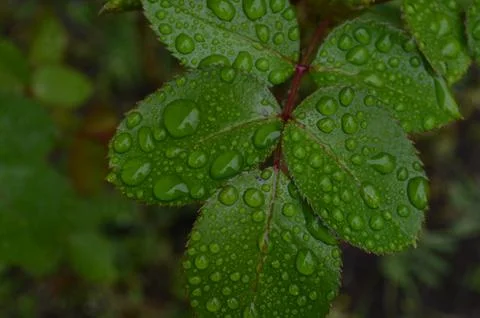 Raindrops on rose leaves Stock Photos