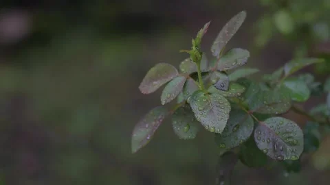 Raindrops on the rose tree leaves at evening. Stock Footage 135226690