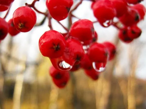 Raindrops on rowan berries, background, texture Stock Photos