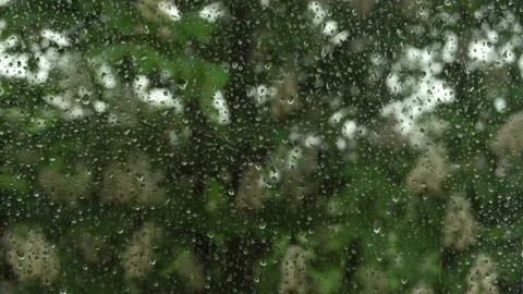 Raindrops run down the glass of the window.Rainy, windy weather.Blooming Stockbeeldmateriaal 155764611