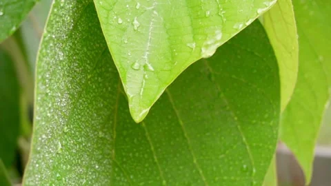 Raindrops run down the green leaves. Close-up slow motion. FullHD footage Vídeo Stock 138735659