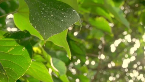 Raindrops run down the green leaves. Close-up slow motion. FullHD footage Vídeo Stock 138783790
