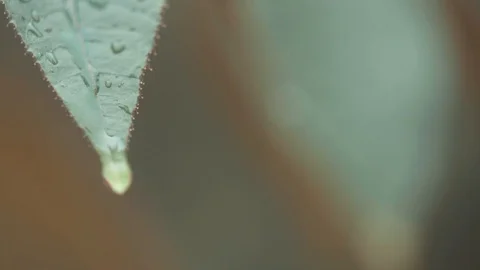 Raindrops running down the leaf Video stock 128141259