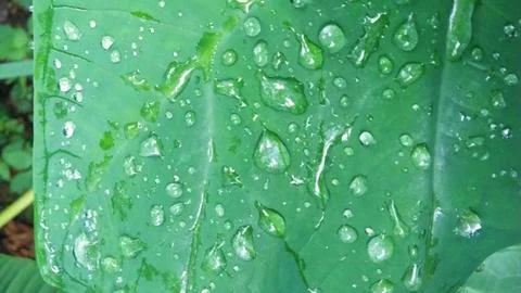 Raindrops that settle on green taro leaves at close range Stock Photos