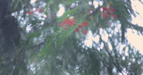 Raindrops slicing down, Gulmohor blooms in background Stock Footage 339993850