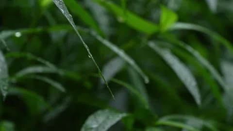 Raindrops slide off the leaves Stock Footage 304927931