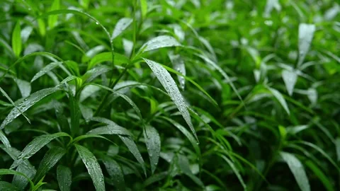 Raindrops slide off the leaves Stock Footage 306534238