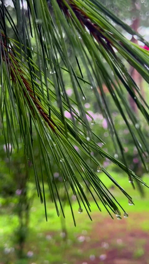 Raindrops slowly run down green pine needles after rain. Water drops glisten on Stock Footage 343623969
