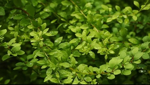 Raindrops on the small leafs Stock-Footage 7700195