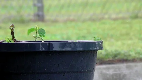 Raindrops on a Small Potted Plant Stock Footage 129656227