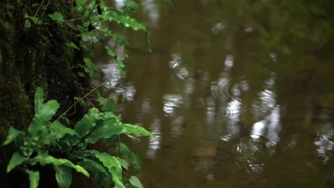 Raindrops in a small woodland stream Stock Footage 156704334