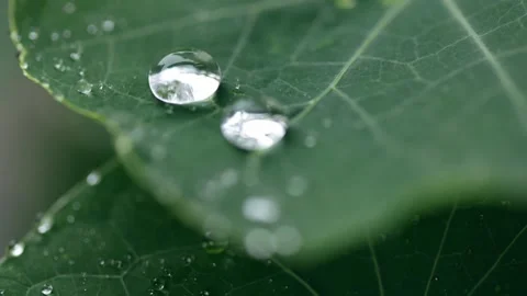Raindrops Softly Rolling Off a Nasturtium Leaf in Macro Stock Footage 241536967