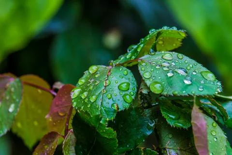 Raindrops on some leaves - macro Stock Photos