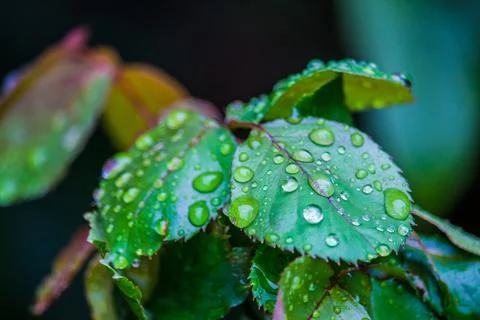 Raindrops on some leaves Stock Photos