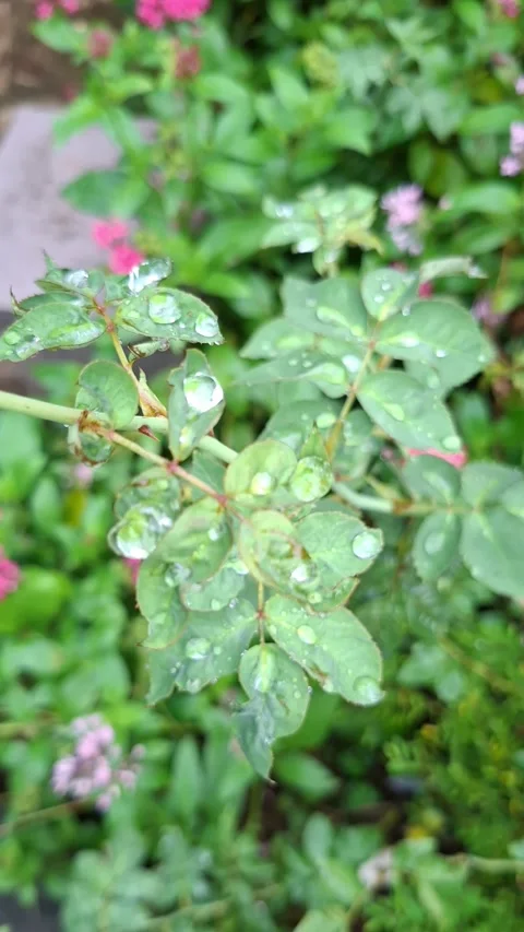 Raindrops sparkling on garden foliage close up Video stock 338040838