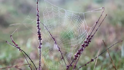 Raindrops on Spider Web in Dark Woods Stock Footage 320172395