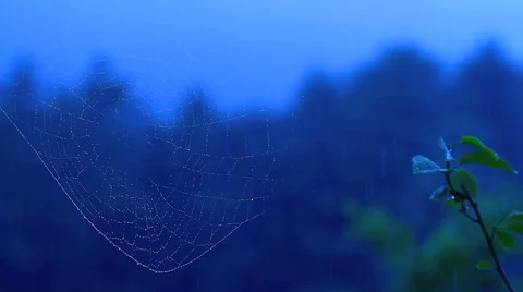 Raindrops on the spider web. Stock Footage 40754426