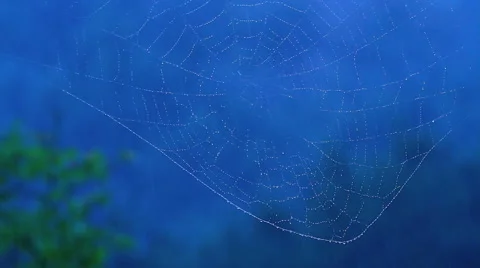 Raindrops on the spider web. Stock Footage 40754489