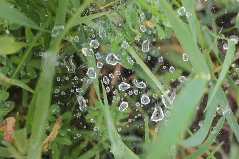 Raindrops on a spider web on the grass. Top view. Stock Photos