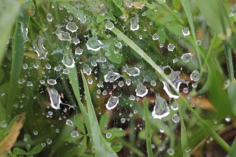 Raindrops on a spider web on the grass. Top view. Selective focus. Stock Photos