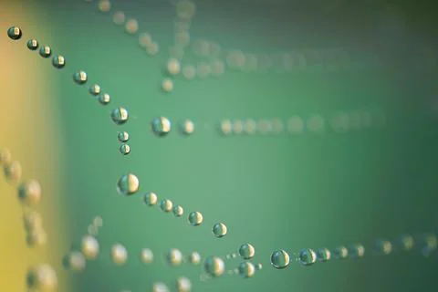 Raindrops on a spider web Stock Photos