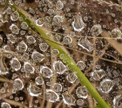 Raindrops on a spider's web Foto stock