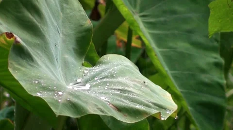 Raindrops spill from a jungle leaf Stock Footage 33867265