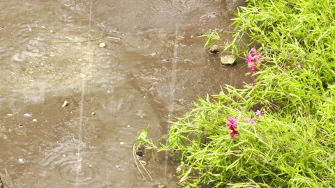 Raindrops Splash into a Muddy Puddle Next to Vibrant Green Plants and Flowers Stock Footage 335899989