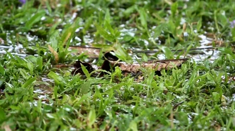 Raindrops splashing in grass Stock Footage 749585