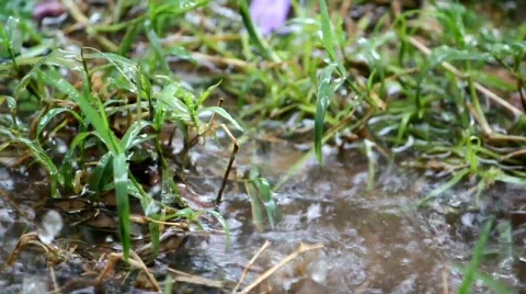 Raindrops splashing in grass Stock Footage 749688
