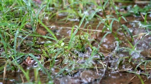 Raindrops splashing in grass Stock Footage 749700