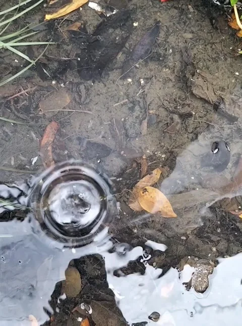 Raindrops Splashing on Puddle Surface - Natural Reflection Stock Footage 308817143