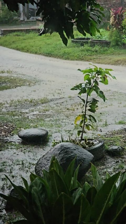 Raindrops splashing on rocks and small plant in a rural garden Stock Footage 332480017
