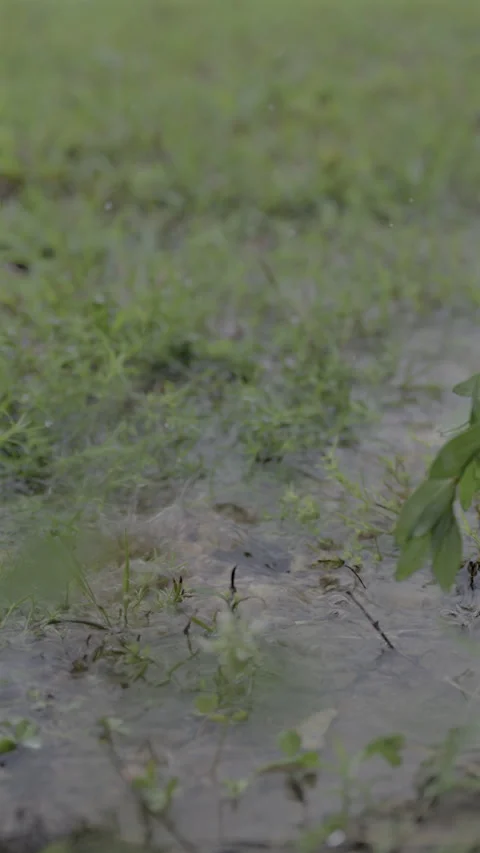 Raindrops Splashing in Shallow Puddle During Rainstorm Vertical Slow Motion 4K Stock Footage 337015130