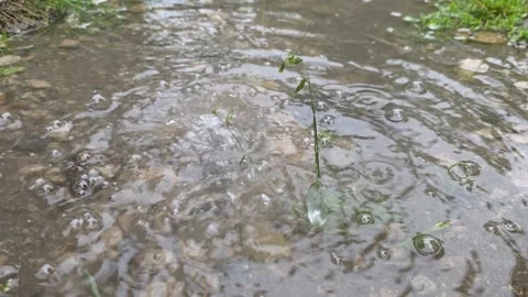 Raindrops Splashing Into Water Surface Stock Footage 336387566